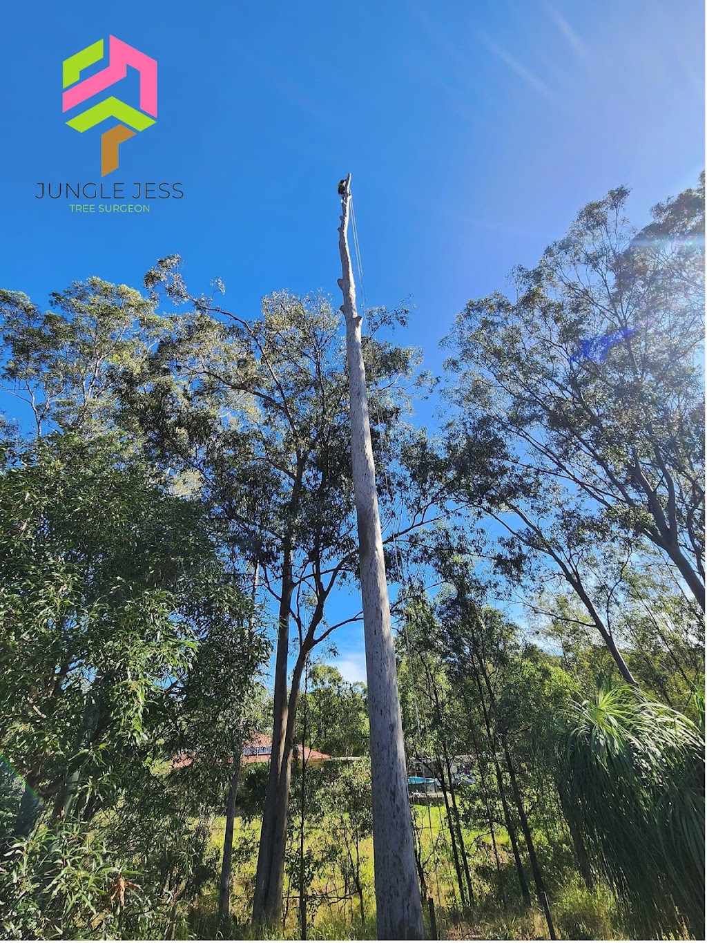 Jungle Jess Pty Ltd | 50 Garlinge Ct, Bonogin QLD 4213, Australia | Phone: 0480 473 902