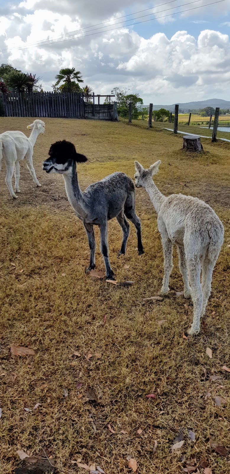 Wahgungurry Alpaca Stud | 2276 Lawrence Rd, Lower Southgate NSW 2460, Australia | Phone: 0419 986 554