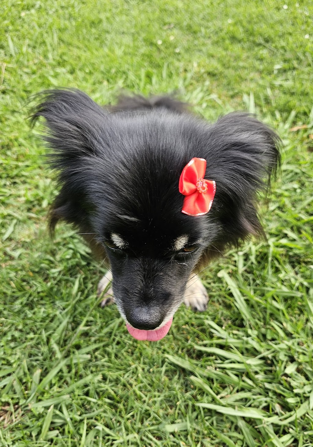 Little Friends Grooming Studio | 63 Wattle St, Colo Vale NSW 2575, Australia | Phone: 0413 311 203