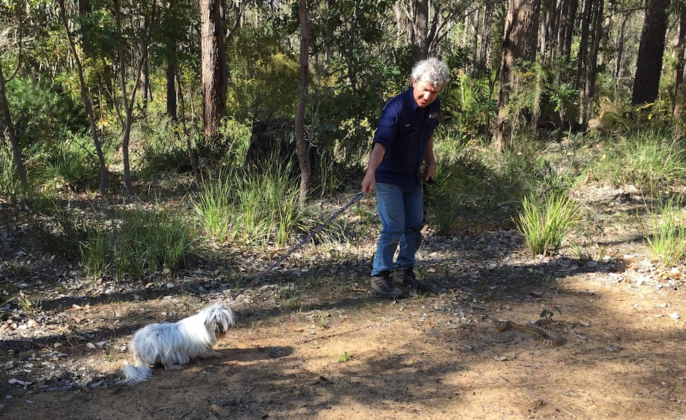 Animal Ark Snake Avoidance Training for Dogs | 35 Brooking Rd, Mahogany Creek WA 6072, Australia | Phone: (08) 9243 3044