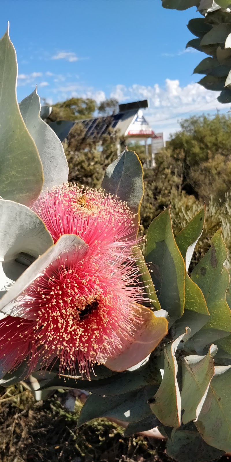 Badgingarra Roadhouse | 2 Meagher Dr, Badgingarra WA 6521, Australia | Phone: (08) 9652 9051