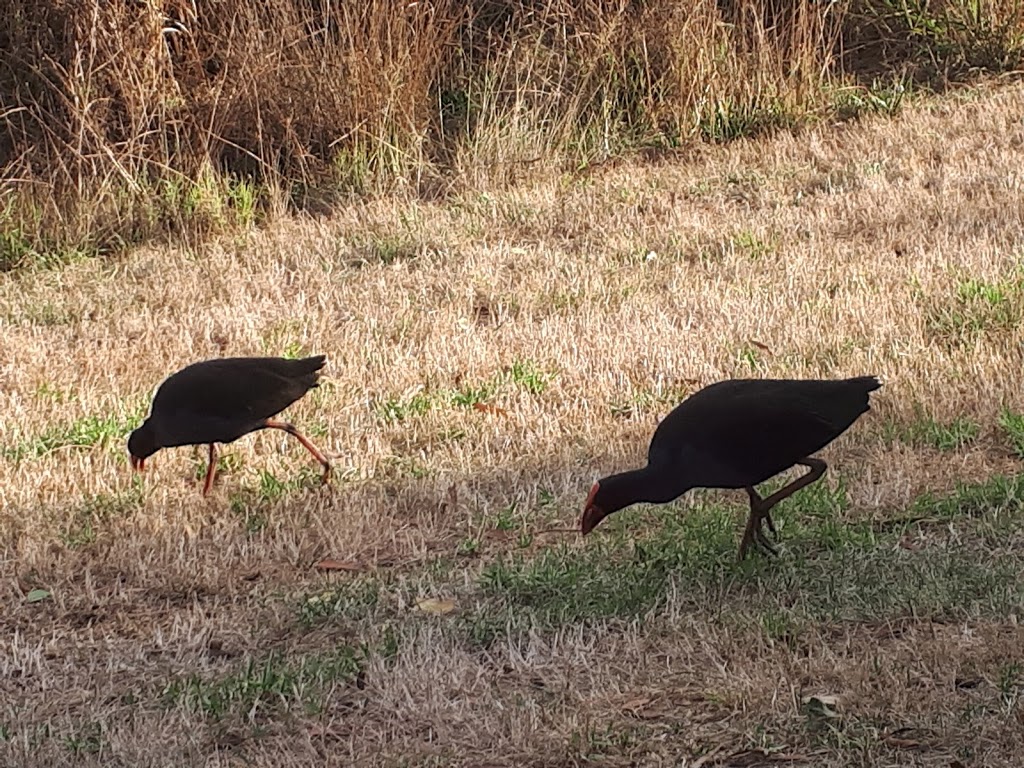 Wurundjeri Wetlands | park | Blackburn South VIC 3130, Australia