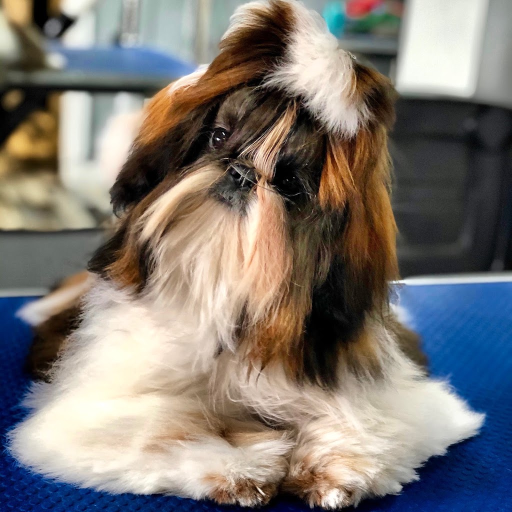 Big Paws Little Paws- Dog Grooming Salon | 2 Leatherwood Dr, Hoppers Crossing VIC 3029, Australia | Phone: 0423 822 577