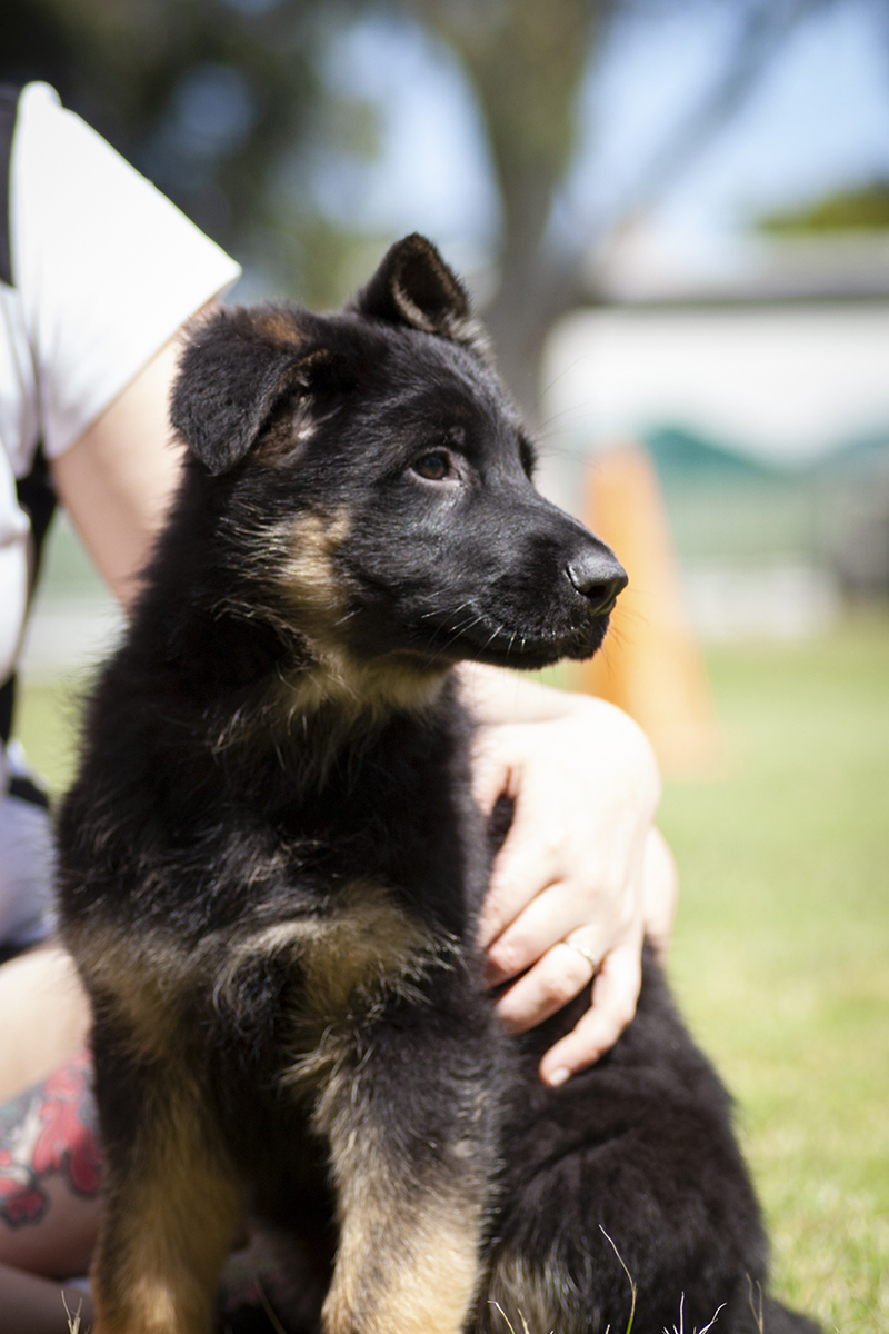 Grandwest Kennels | 48 Kimberley St, Bullsbrook WA 6084, Australia | Phone: (08) 9571 2901