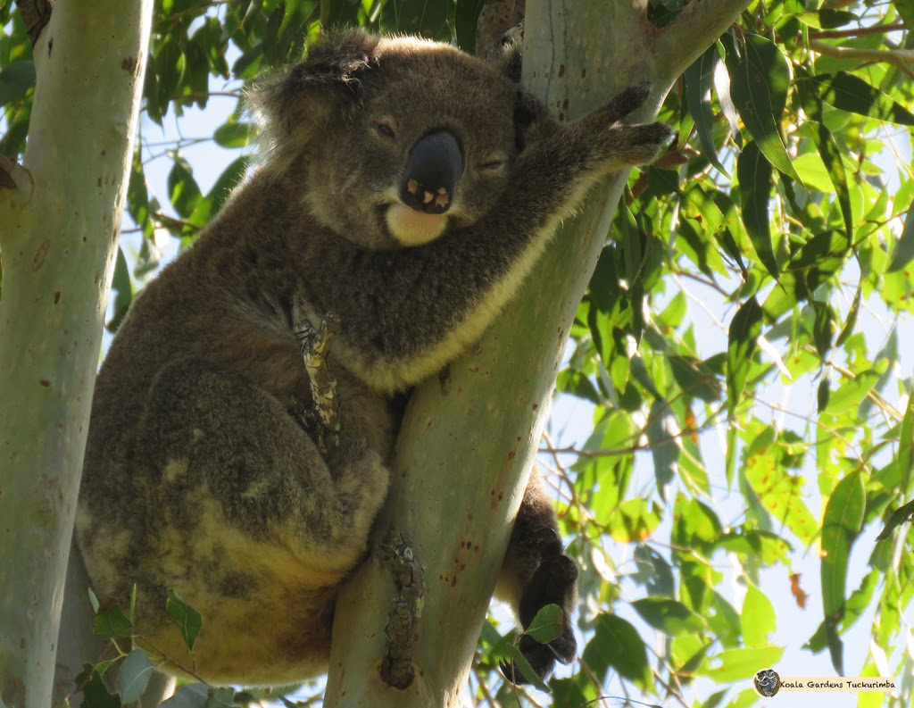Koala Gardens |  | 1709 Wyrallah Rd, Tuckurimba NSW 2480, Australia | 0402009884 OR +61 402 009 884