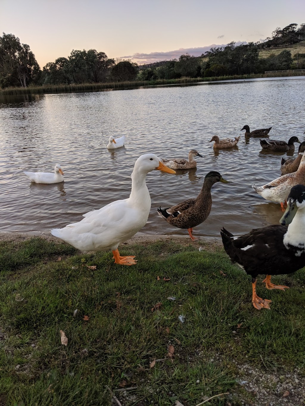 Waverley Lake Park | park | 6 Naroo St, Waverley TAS 7250, Australia