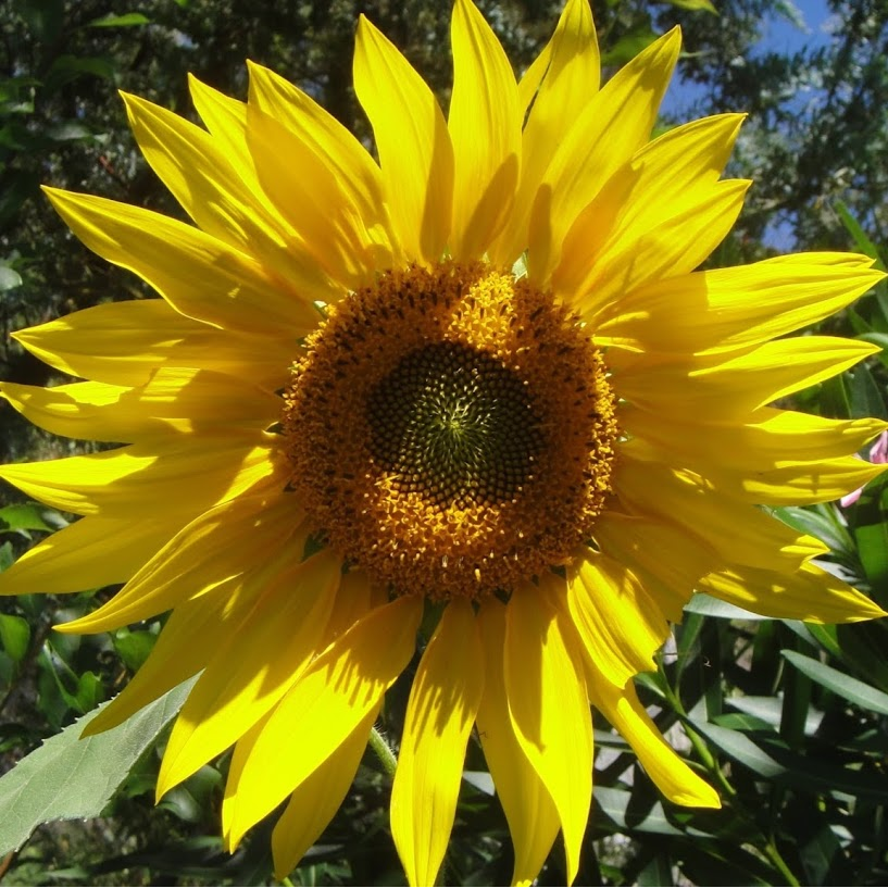 Sugarloaf Permaculture | Stanthorpe QLD 4380, Stanthorpe QLD 4380, Australia