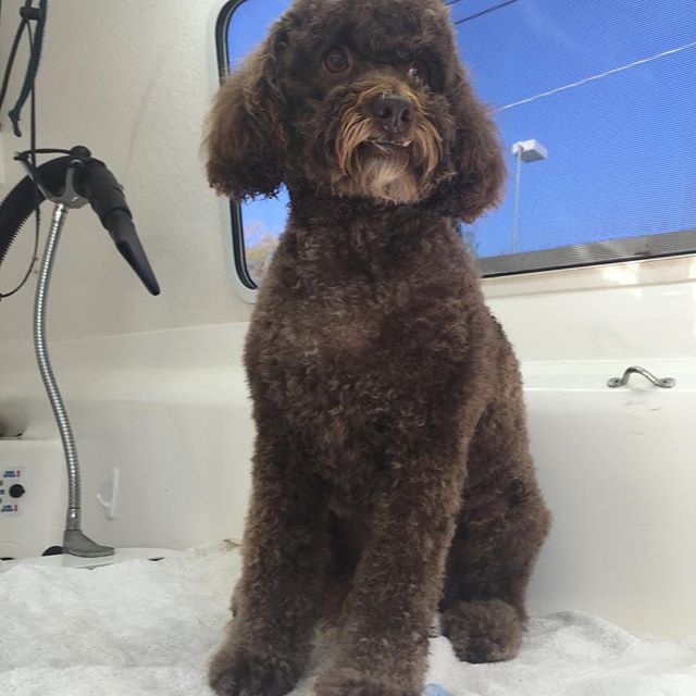 Awesome Pawsome - Mobile Pet Grooming & Wash | 20 Grant St, Hendra QLD 4011, Australia | Phone: 0407 244 515