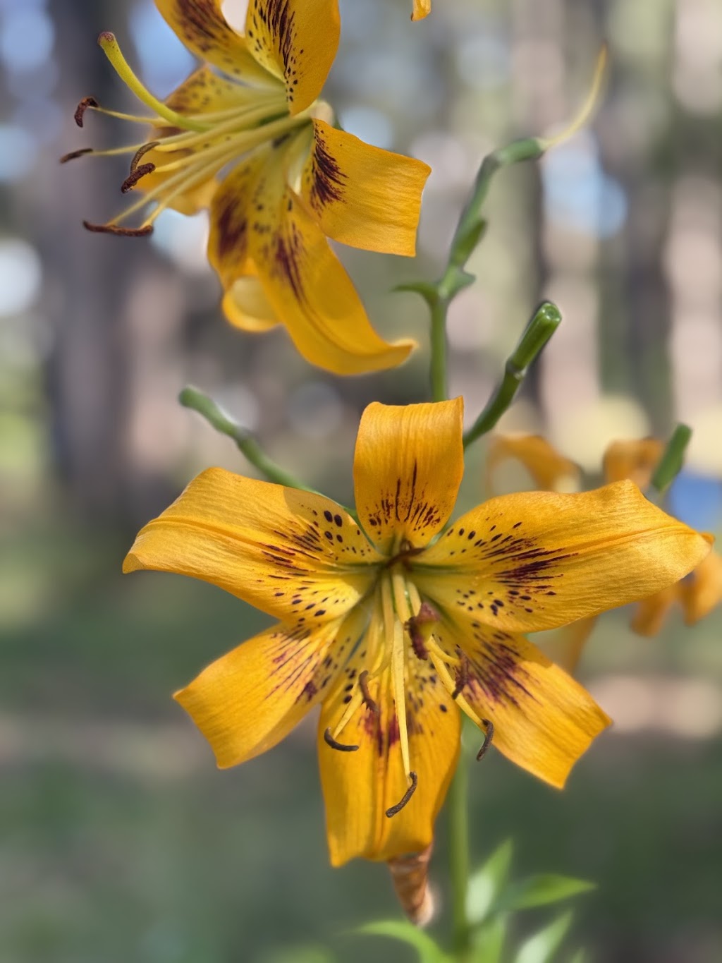 Celestial Gardens and Retreat | 10 Thonemans Rd, Hoddles Creek VIC 3139, Australia | Phone: 0411 885 568