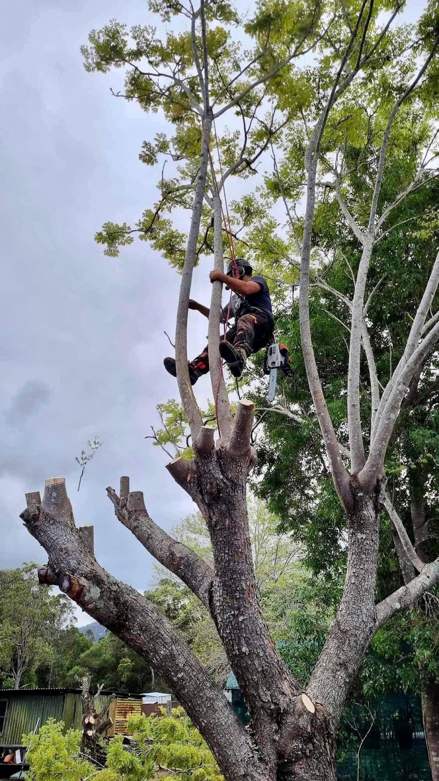 Manning Valley Tree Service | 1774 Lansdowne Rd, Langley Vale NSW 2426, Australia | Phone: 0422 287 384
