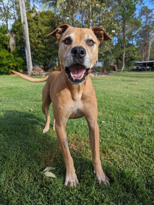 First Class Pet Services | Bushman Dr, Flagstone QLD 4280, Australia | Phone: 1800 738 748