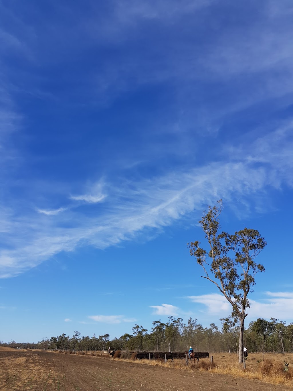 Kerwee Feedlot | store | 236 Jondaryan-Evanslea Rd, Jondaryan QLD 4403, Australia | 0746922277 OR +61 7 4692 2277