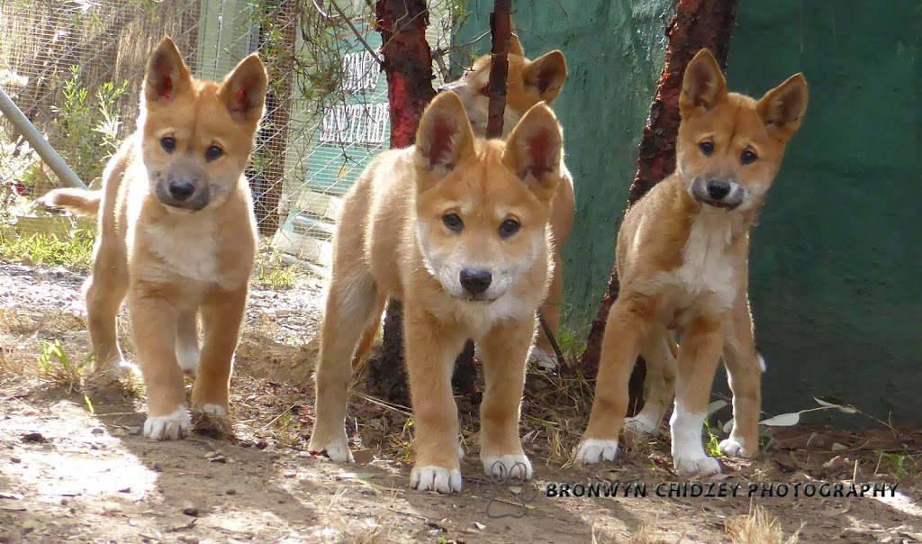 Dingo Sanctuary | 3105A Remembrance Driveway, Bargo NSW 2574, Australia | Phone: 0419 488 680