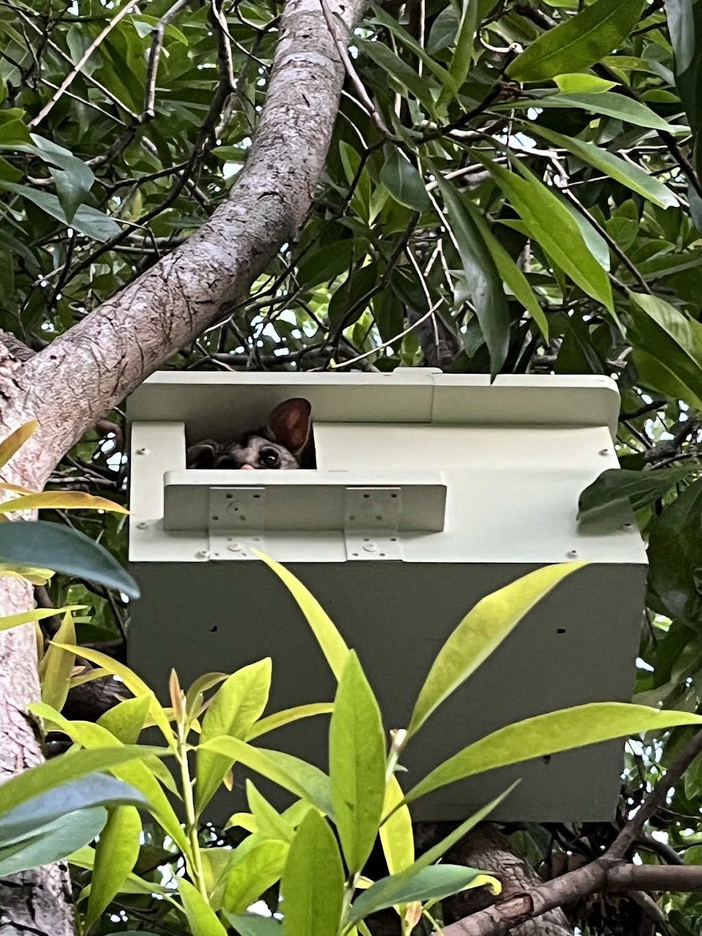 Comfy Creatures | 94 Stanton Cross Dr, Karalee QLD 4306, Australia | Phone: 0437 837 473