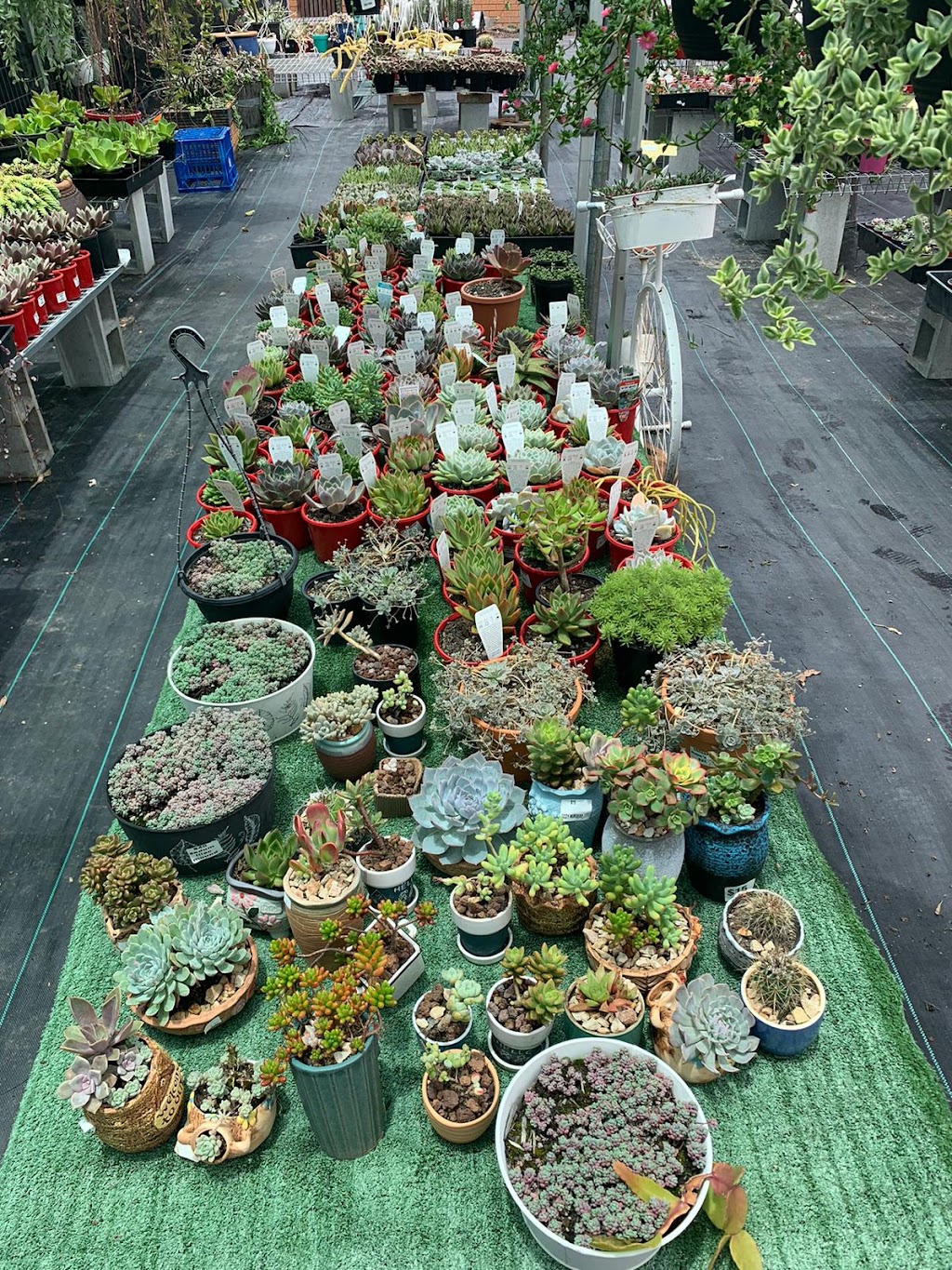 Ozzy Nursery | 173 New Beith Rd, Greenbank QLD 4124, Australia | Phone: 0411 862 014