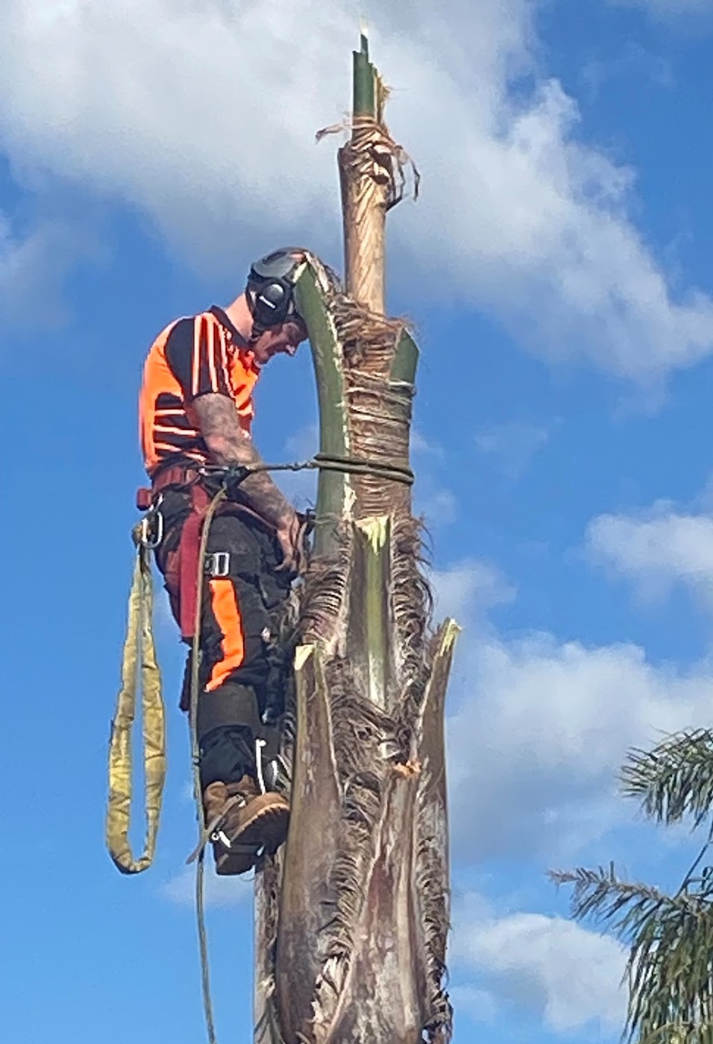 Peninsula Tree Service | Dromana VIC 3936, Australia | Phone: 0421 316 404