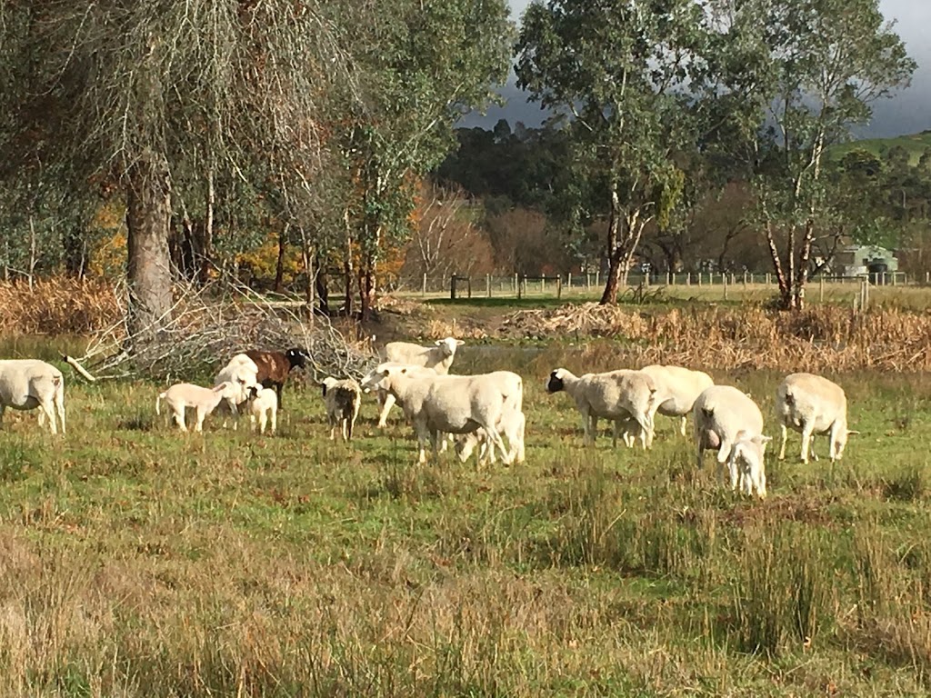 Hahndorf Animal Farm | store | 31 Storch Ln, Hahndorf SA 5245, Australia | 0404040401 OR +61 404 040 401