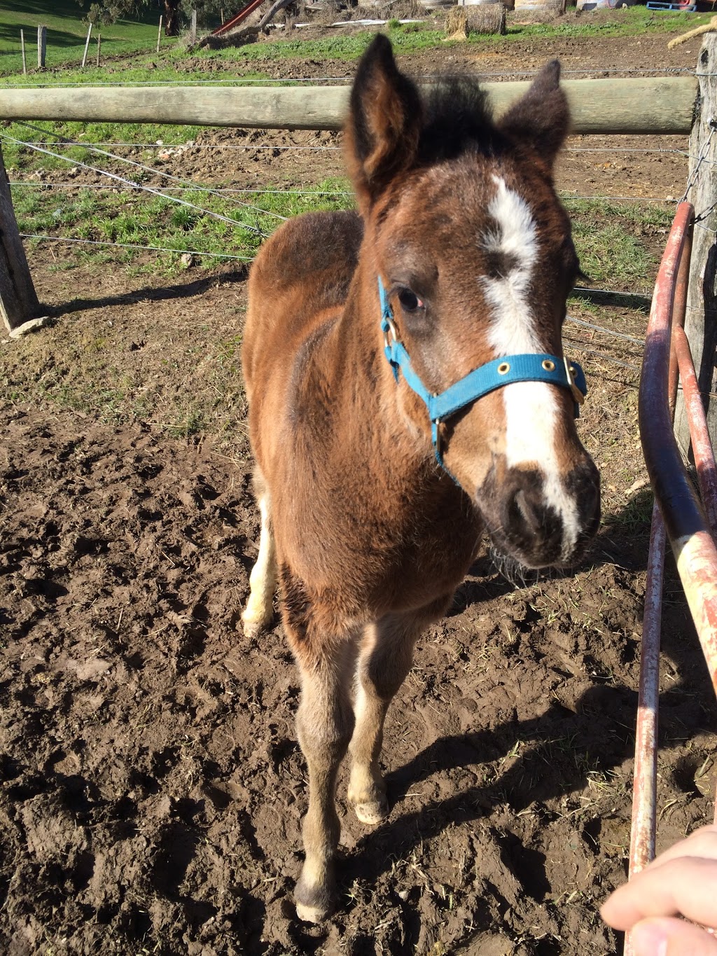 Boomerang Holiday Ranch | Boomerang Holiday Camp, 23 Tipperary Springs Rd, Daylesford VIC 3460, Australia | Phone: (03) 5348 2525