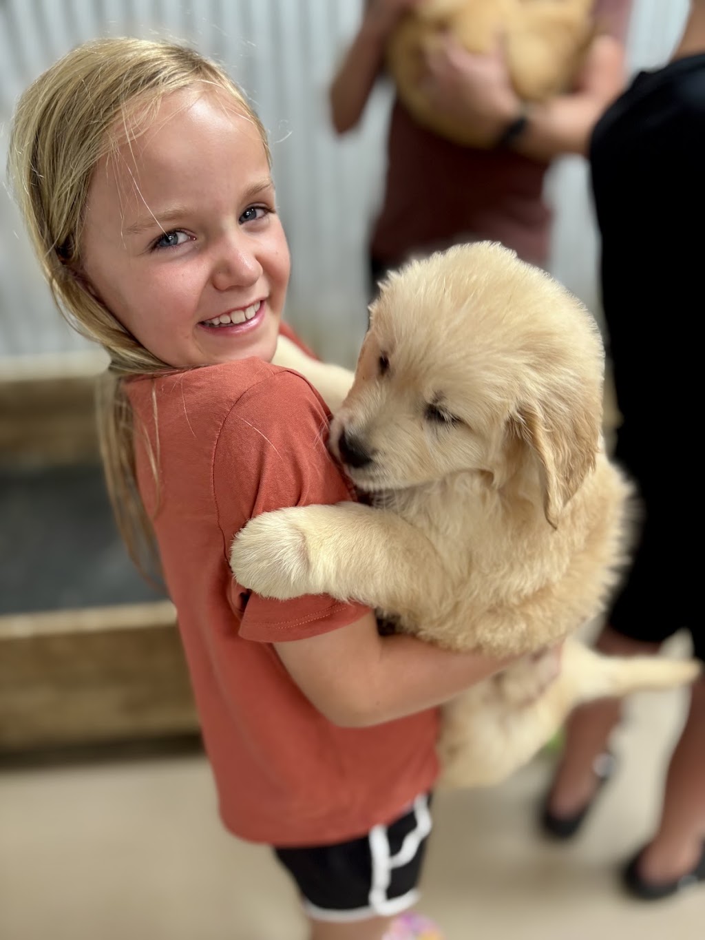 Crystal Creek Kennels - Purebred Golden Retrievers | 1043 Break Oday Rd, Glenburn VIC 3717, Australia | Phone: 0481 063 435