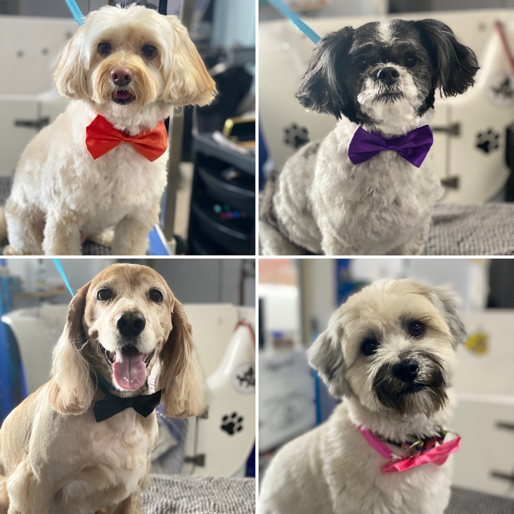 Bubbly Paws Dog Grooming |  | 44 Mindarie Dr, Quinns Rocks WA 6030, Australia | 0414436349 OR +61 414 436 349