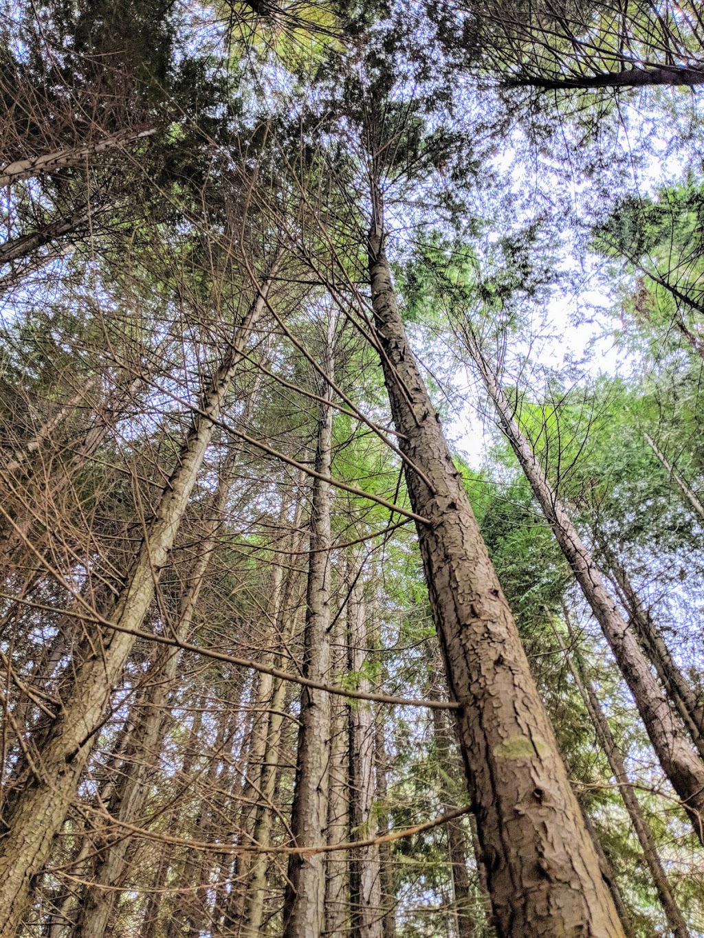 Bendora Arboretum | park | Cotter River ACT 2611, Australia