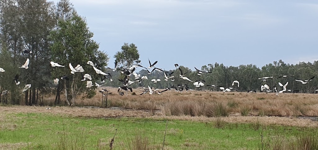 Conservation Camping at the Creek | Shark Creek Rd, Tyndale NSW 2463, Australia | Phone: 0452 199 680