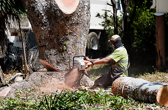 Townsville Tree Care | 9A Power Ct, Jensen QLD 4814, Australia | Phone: (07) 4725 9053