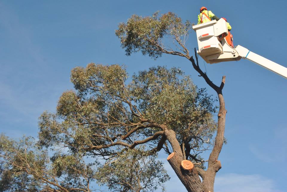 Aussie Tree Fellers |  | 22 Lithgow St, Goulburn NSW 2580, Australia | 0405949253 OR +61 405 949 253