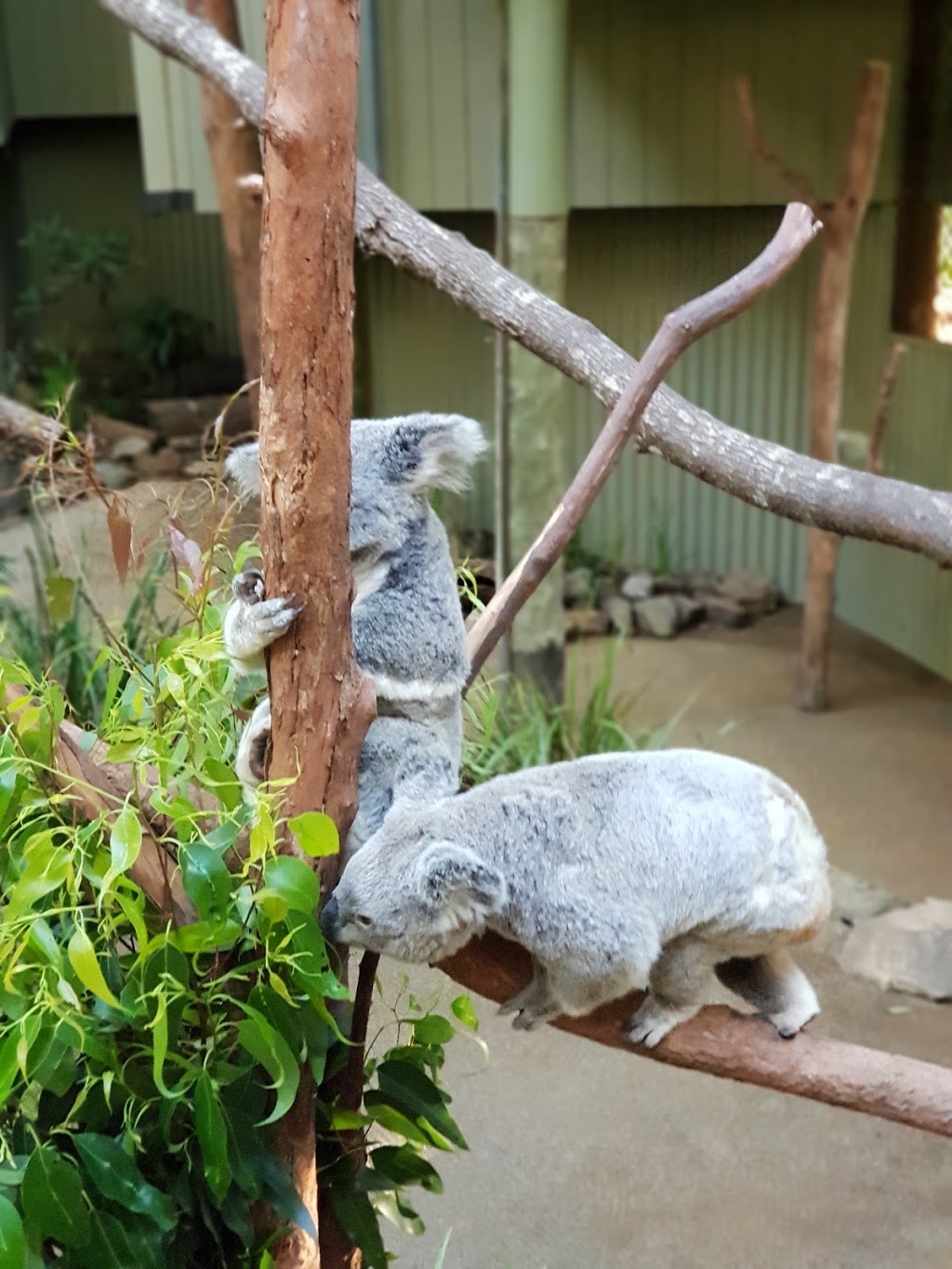 Daisy Hill Koala Centre | zoo | Regional Park, 253 Daisy Hill Rd, Daisy Hill QLD 4127, Australia | 0730783101 OR +61 7 3078 3101