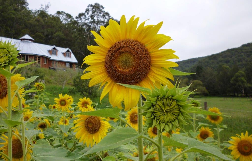 Om Shree Dham Farm | 1893 Wollombi Rd, Sweetmans Creek NSW 2325, Australia | Phone: (02) 4998 1332