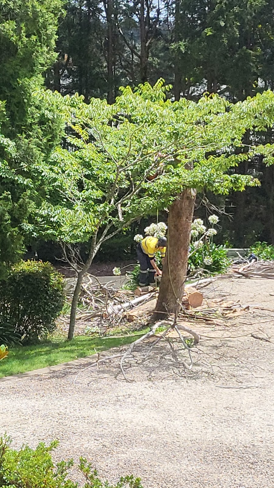 CB TREE SERVICES PTY LTD | 18 Boronia Rd, Bullaburra NSW 2784, Australia | Phone: 0458 052 658