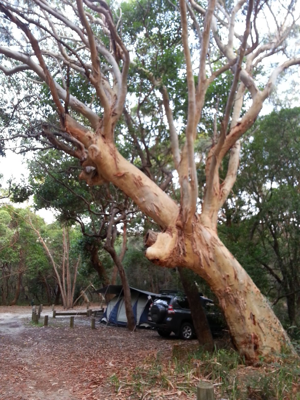 Freshwater Camping Area | Cooloola QLD 4580, Australia