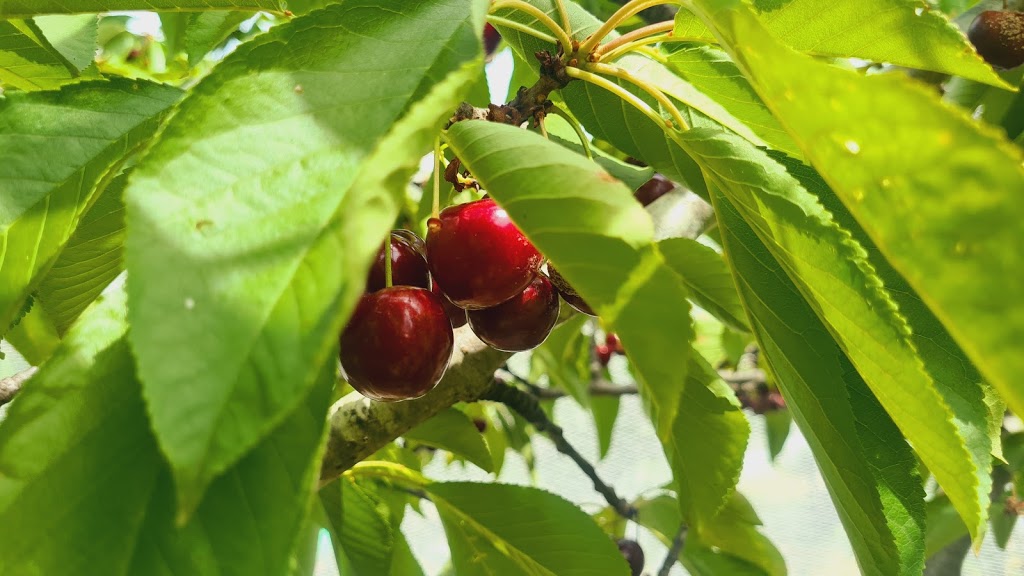 Forest Range Cherries | 76 Plummers Rd, Forest Range SA 5139, Australia | Phone: (08) 8389 8500