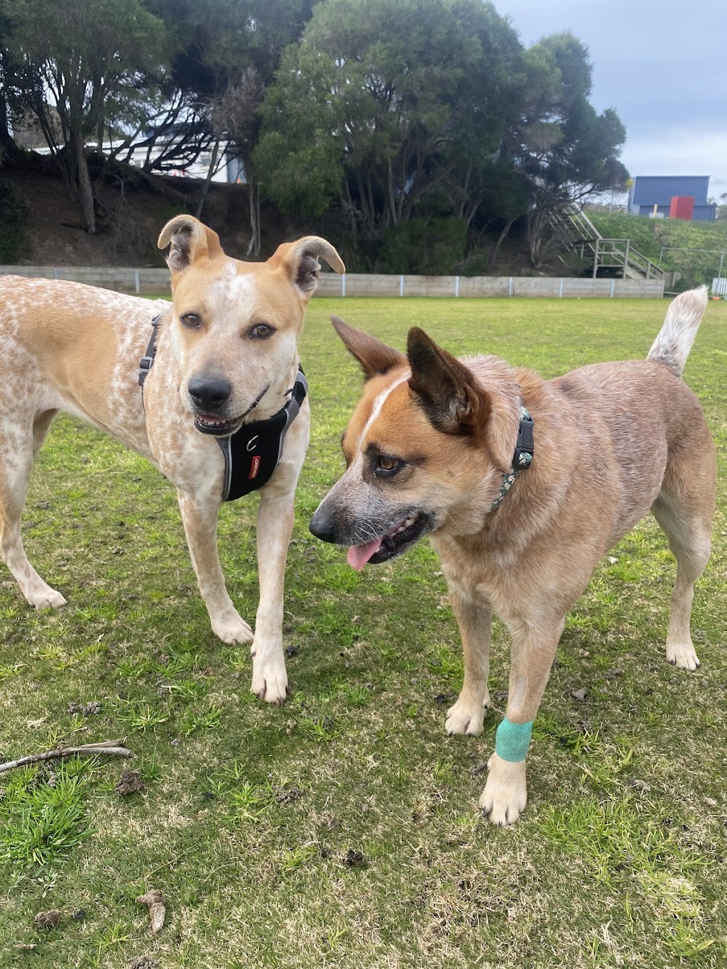 Surfcoast DOG WALKING | 24 Gilbert St, Aireys Inlet VIC 3231, Australia | Phone: 0459 326 422