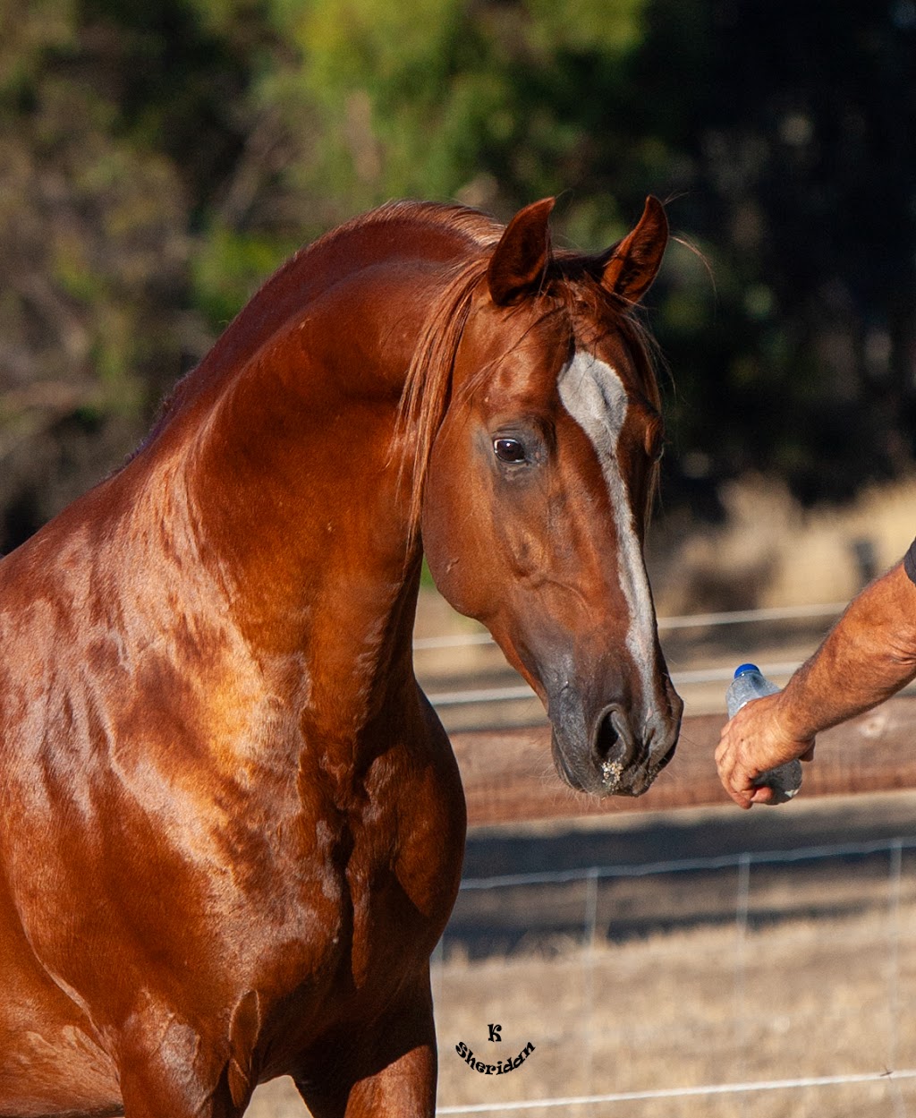 Torrens Run Saddlebred Sporthorses | 3096 Eden Valley Rd, Mount Pleasant SA 5235, Australia | Phone: 0408 121 414