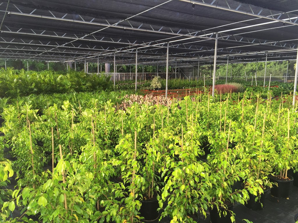 Pine Lake Nursery | store | 82 Coogee Rd, Mariginiup WA 6078, Australia | 0894052295 OR +61 8 9405 2295