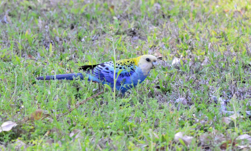 Lake Murphy Conservation Park | park | Broadmere QLD 4420, Australia