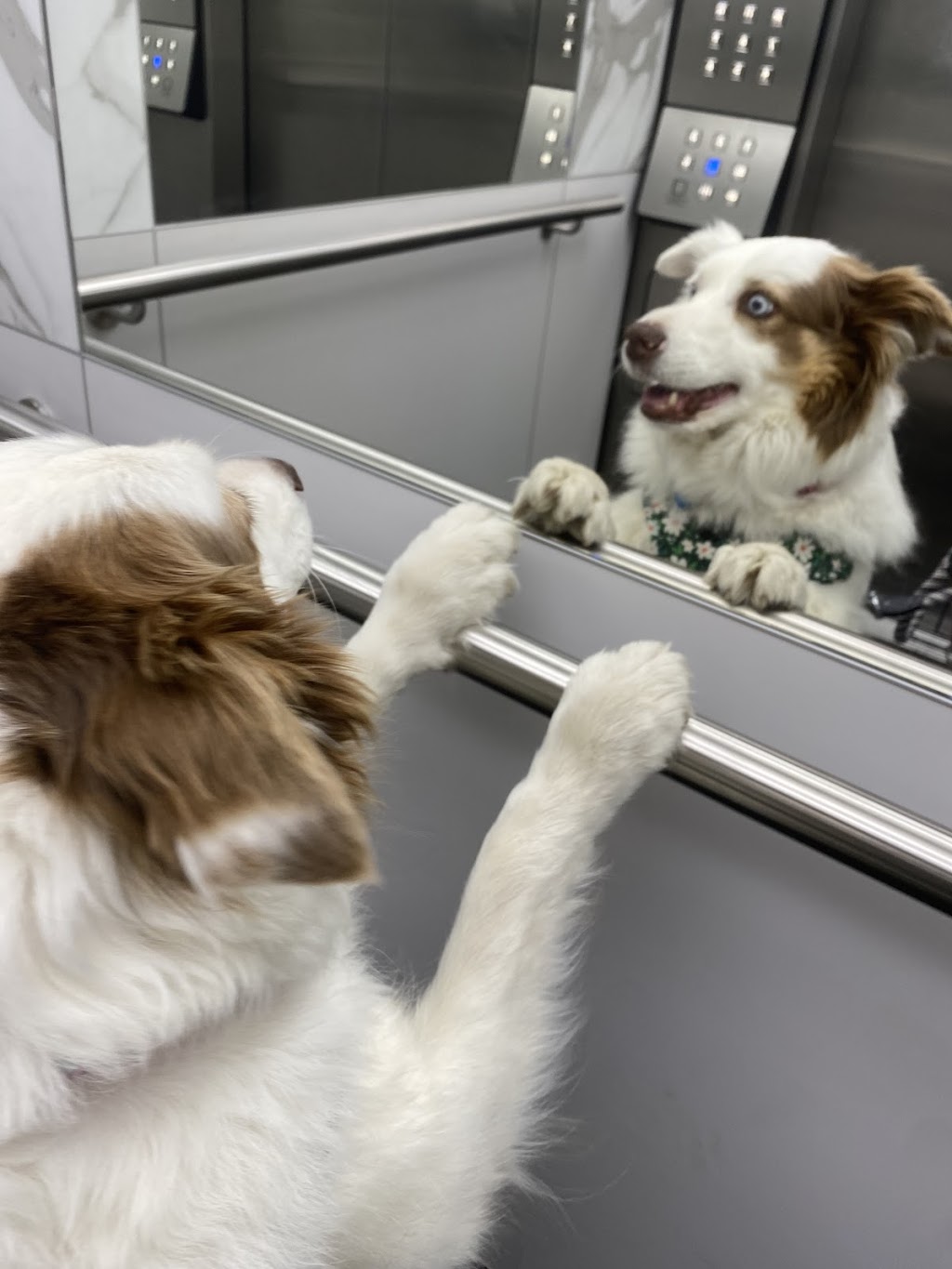 K9 Potential | 699 Cedar Creek Rd, Cedar Creek QLD 4520, Australia | Phone: 0401 935 750