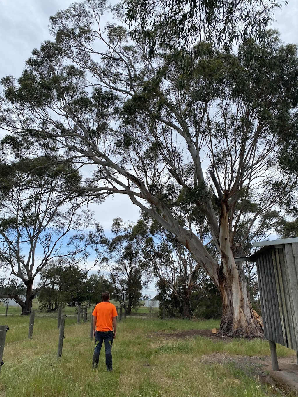 Davidson’s Tree Services | 22 Tynong Rd, Tynong VIC 3813, Australia | Phone: 0401 530 073