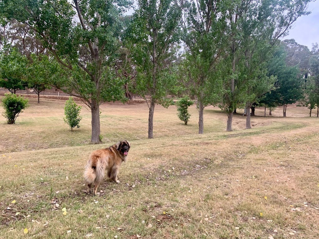 Hilltop Dog Park | zoo | Shicer Gully Rd, Guildford VIC 3451, Australia | 0418510614 OR +61 418 510 614