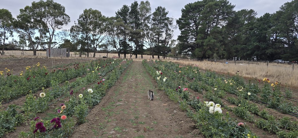 Conerin Farm Flowers Kyneton | 293 Sebastopol Rd, Kyneton VIC 3444, Australia | Phone: 0415 353 403