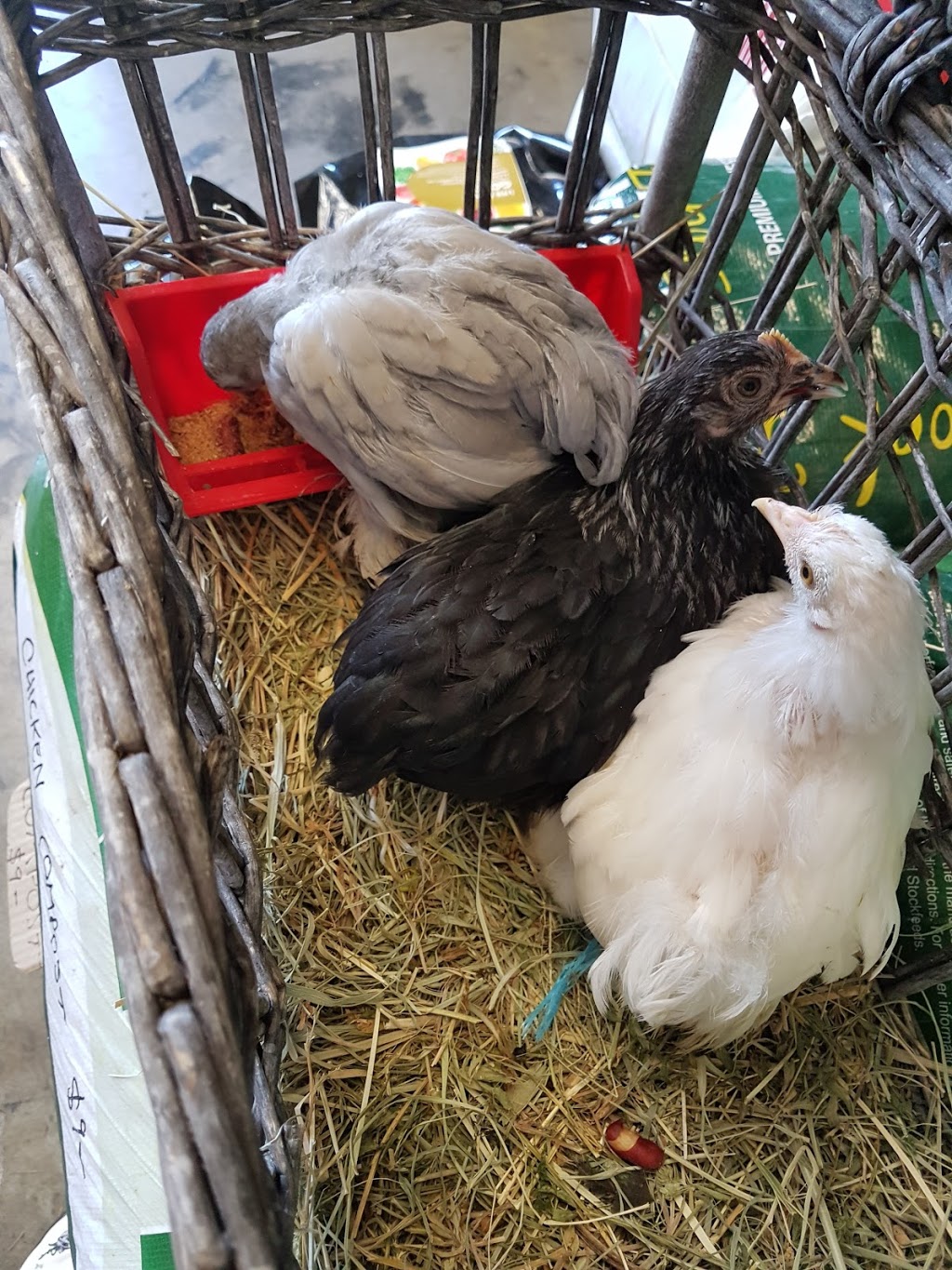 Green Mums Perma-Poultry | 7 Anzac Ave, Beerburrum QLD 4517, Australia | Phone: 0405 222 481