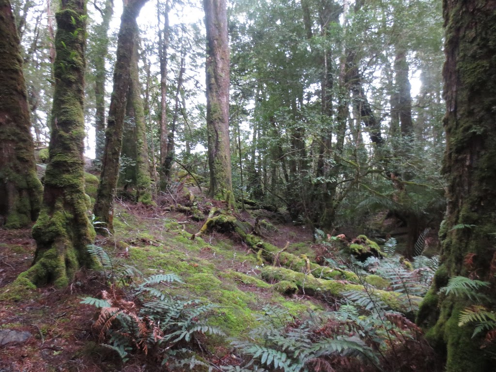 Ralph Falls Car Park | Cashs Gorge Cct, Ringarooma TAS 7263, Australia