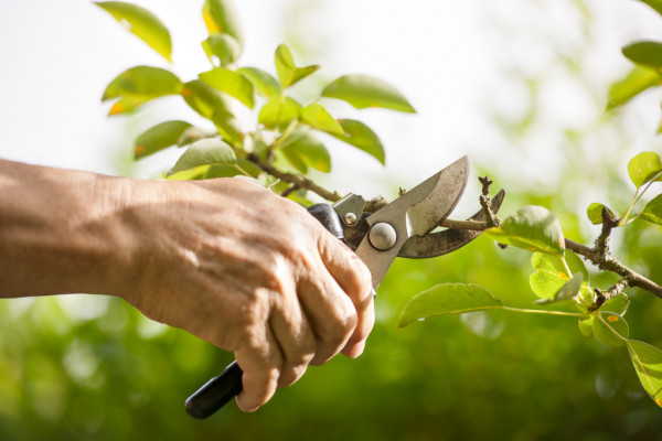 RJS Tree Services |  | 5 Windsor Way, Falcon WA 6210, Australia | 0895096000 OR +61 8 9509 6000