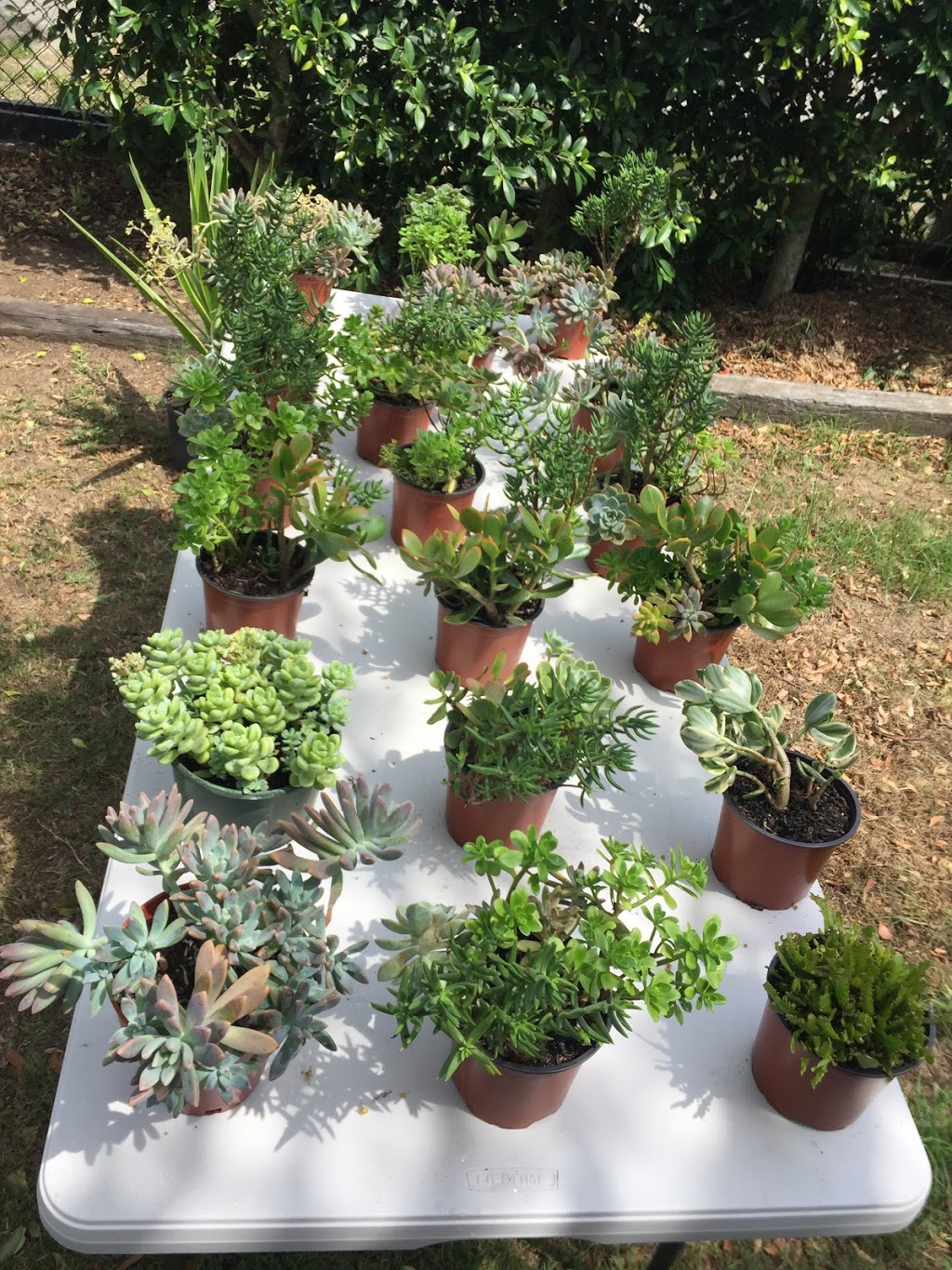 The Little Boab - Premium Succulents and Plants, Fresh Pressed S | store | 122 Chinderah Bay Dr, Chinderah NSW 2487, Australia | 0474326376 OR +61 474 326 376