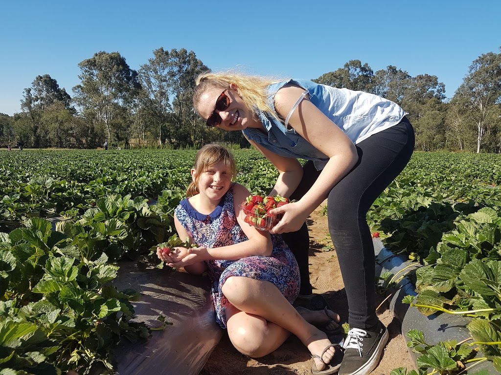 Chambers Flat Strawberry Farm |  | 912 Chambers Flat Rd, Chambers Flat QLD 4133, Australia | 0755463652 OR +61 7 5546 3652