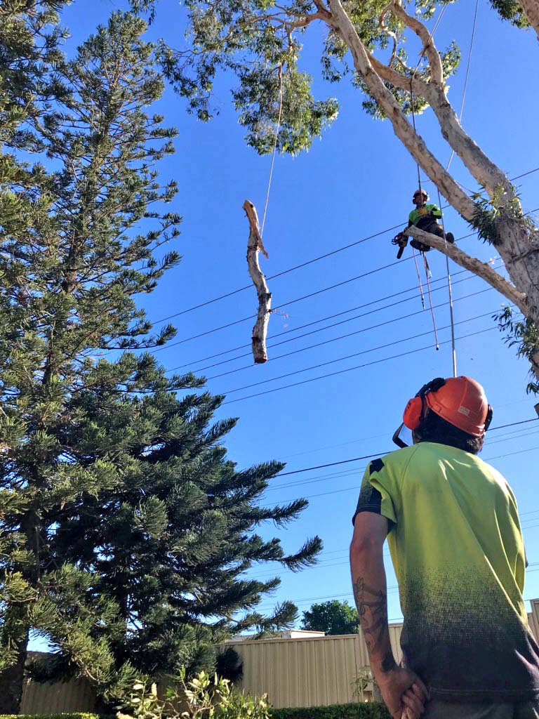 Eden Trees - Tree Removal Logan Brisbane - Arborist | 1322-1334 Chambers Flat Rd, Chambers Flat QLD 4133, Australia | Phone: (07) 5547 0934