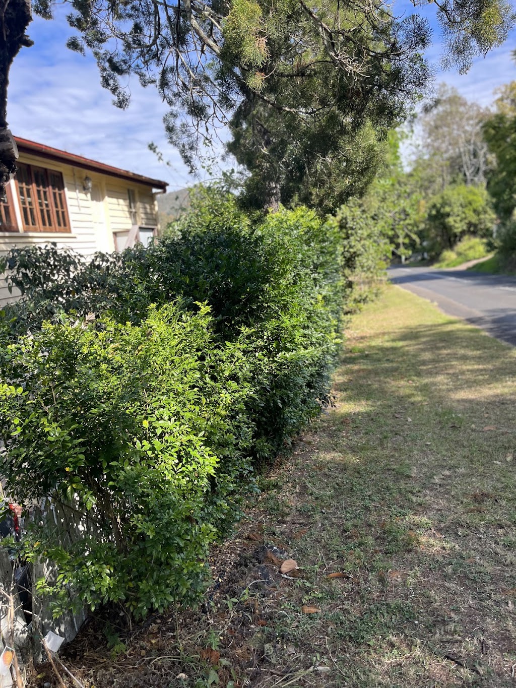 GREEN SCENE GREEN DREAM | William St, Kilcoy QLD 4515, Australia | Phone: 0466 804 696