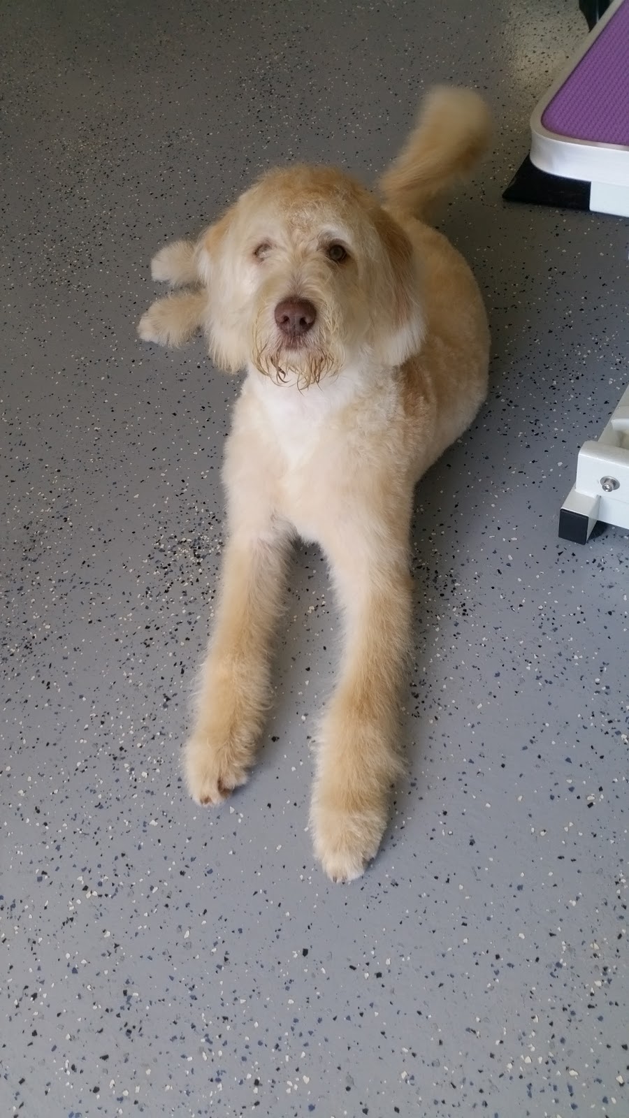Vesta dog grooming studio |  | 5 Leah St, Aberfoyle Park SA 5159, Australia | 0411989301 OR +61 411 989 301