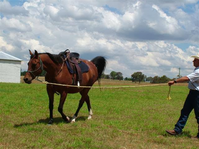 RMF Horse Products | George St, Pipers Flat NSW 2847, Australia | Phone: 0428 326 376